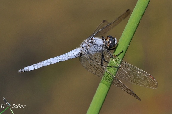 Südlicher Blaupfeil (Orthetrum brunneum)